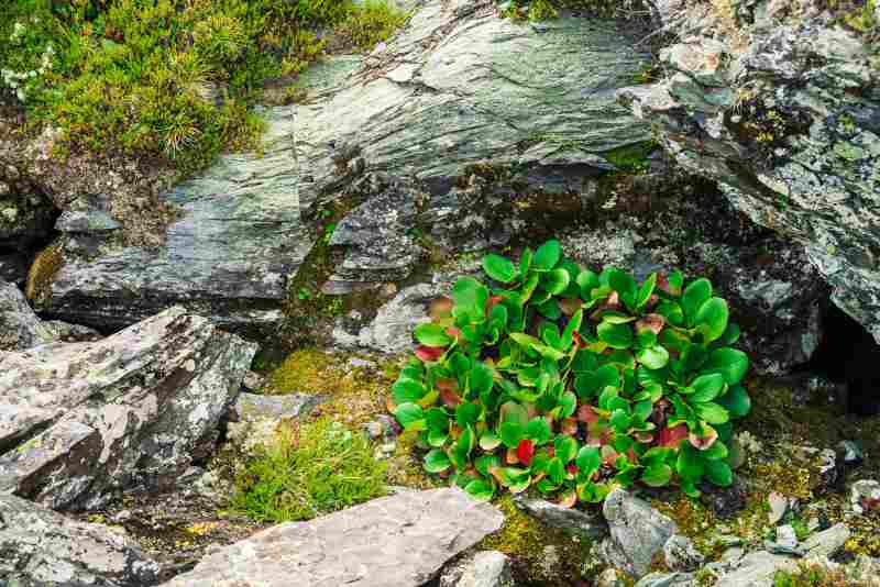 Kompaktowe gatunki krzewów liściastych idealne do skalnych ogrodów i niewielkich przestrzeni