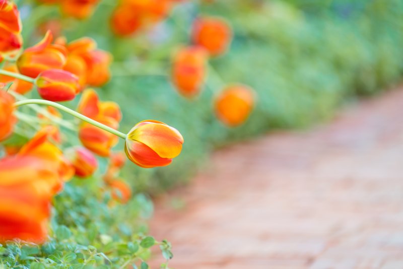 Rośliny ognistej barwy – jakie gatunki mają pomarańczowe kwiaty w ogrodzie