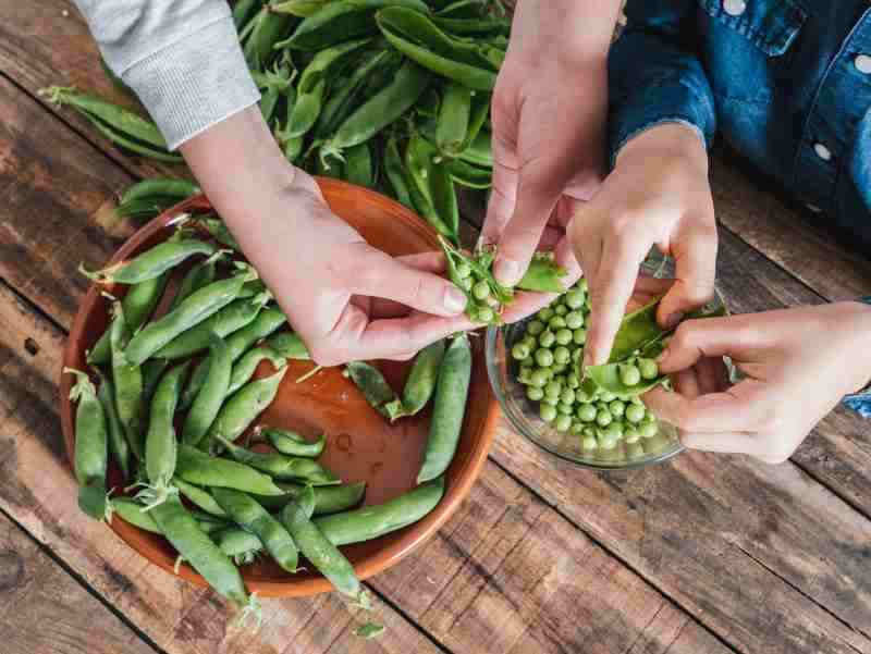 Optymalny czas siewu oraz idealne warunki dla groszku pachnącego - miejsce i nawozy