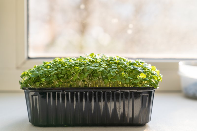 Golteria w ogrodzie i domu - jak uprawiać roślinę na wrzosowiskach i w doniczkach